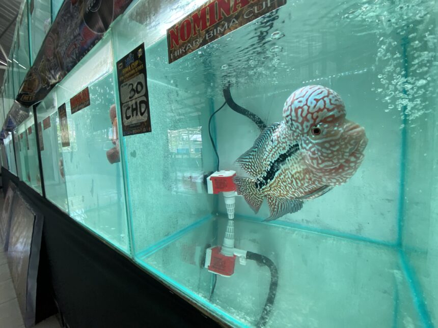 Large spotted fish in a turquoise aquarium tank with signage stuck to the glass and a red valve at the bottom right corner