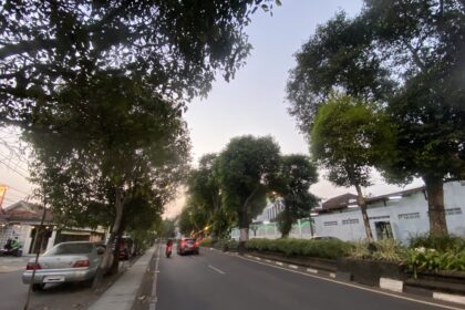 Urban street lined with tall trees, parked cars along the left curb, and a few moving vehicles at dusk.