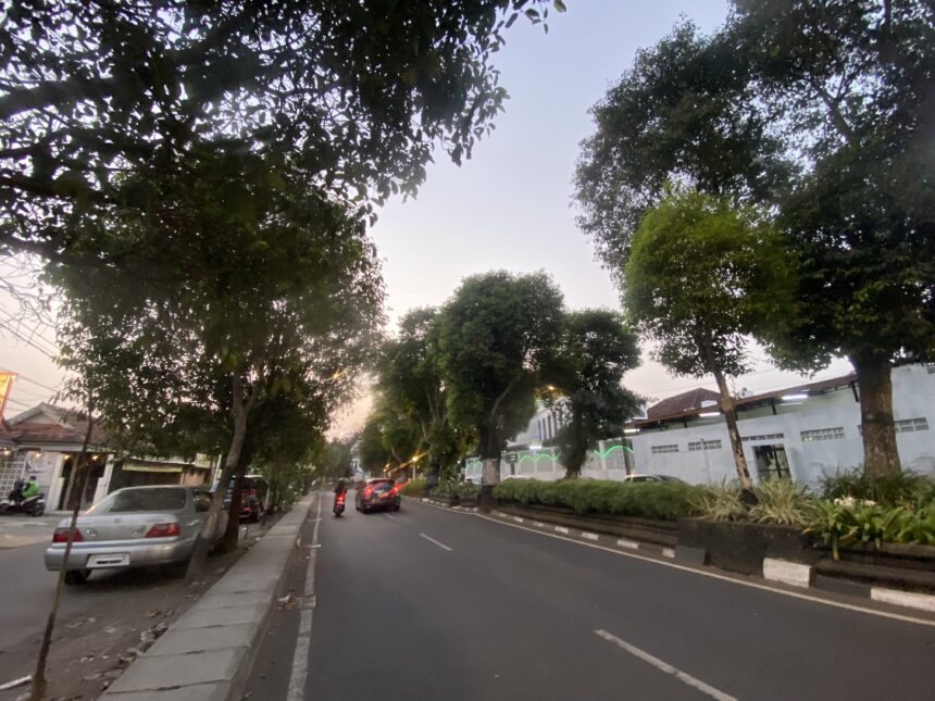 Urban street lined with tall trees, parked cars along the left curb, and a few moving vehicles at dusk.