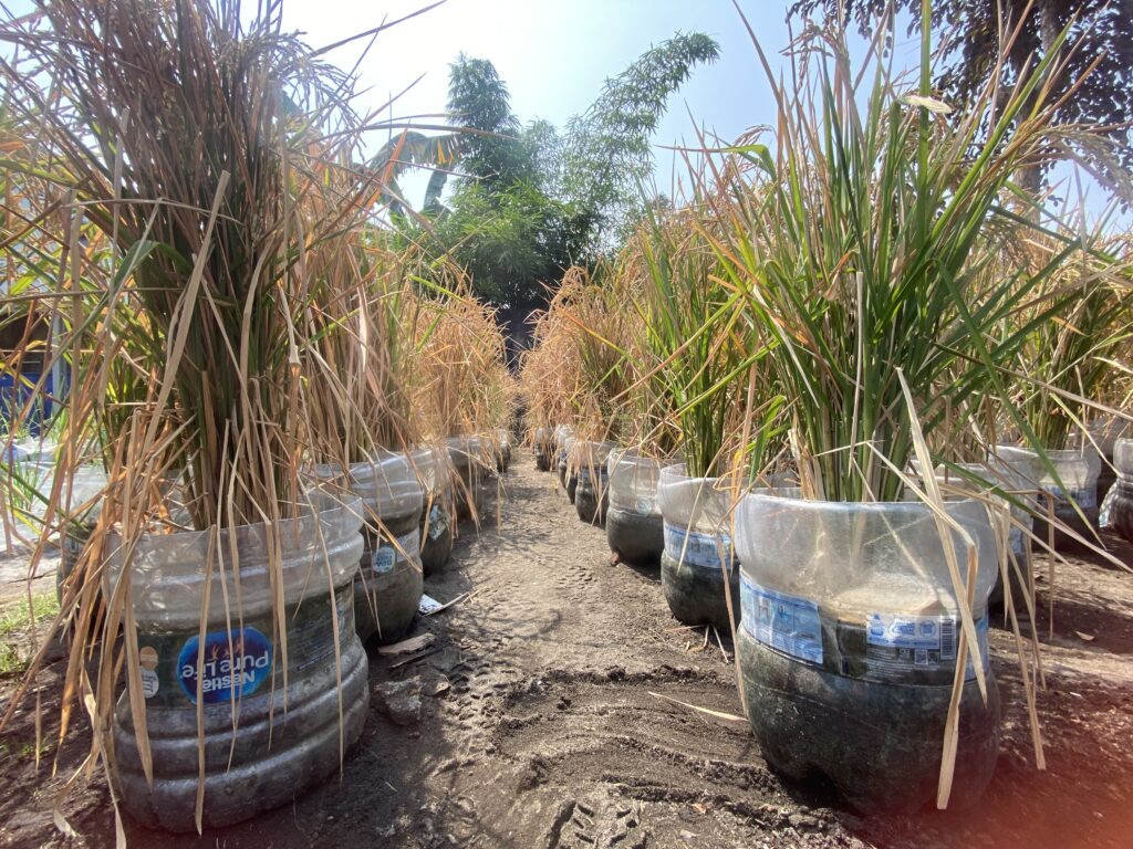 IMG_4353 - Mabur.co Rows of large sugarcane plants in clear plastic containers along a dirt path, with brown dried leaves on the stalks.