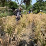 Older man walks through a garden bed of tall dried grasses at a sunny plant nursery.