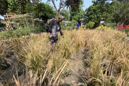 Older man walks through a garden bed of tall dried grasses at a sunny plant nursery.