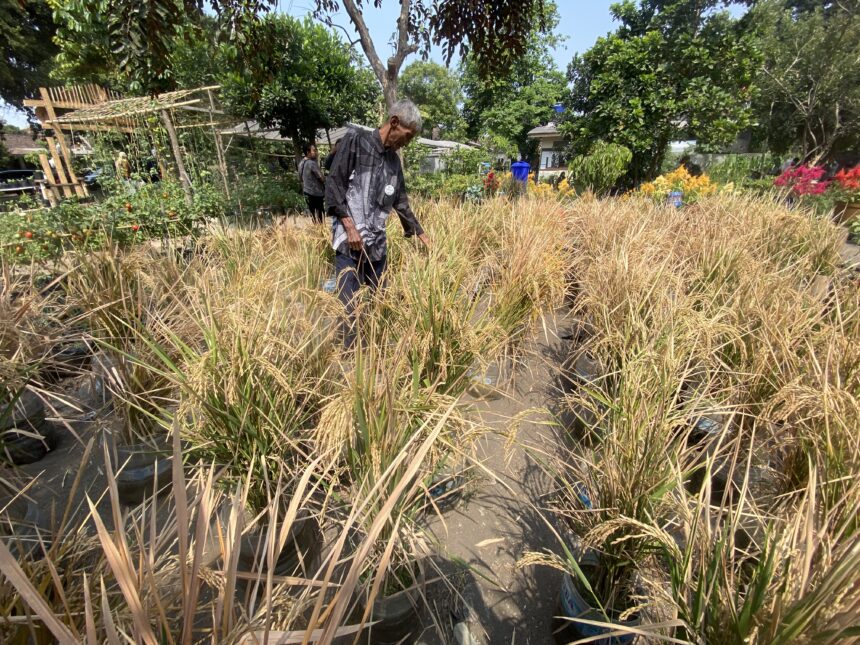 Older man walks through a garden bed of tall dried grasses at a sunny plant nursery.