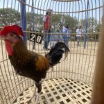 Front-view of a rooster inside a curved wooden cage with vertical bars; onlookers and photographers stand behind the cage in an outdoor setting.