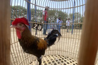 Front-view of a rooster inside a curved wooden cage with vertical bars; onlookers and photographers stand behind the cage in an outdoor setting.