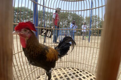 Front-view of a rooster inside a curved wooden cage with vertical bars; onlookers and photographers stand behind the cage in an outdoor setting.