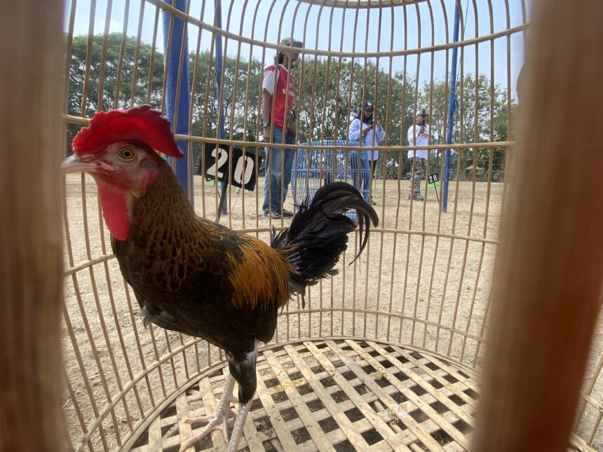 Front-view of a rooster inside a curved wooden cage with vertical bars; onlookers and photographers stand behind the cage in an outdoor setting.