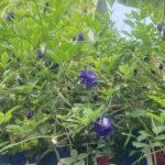 Vines with bright green leaves and purple tubular flowers climbing a fence.