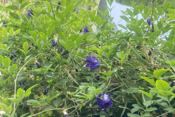 Vines with bright green leaves and purple tubular flowers climbing a fence.