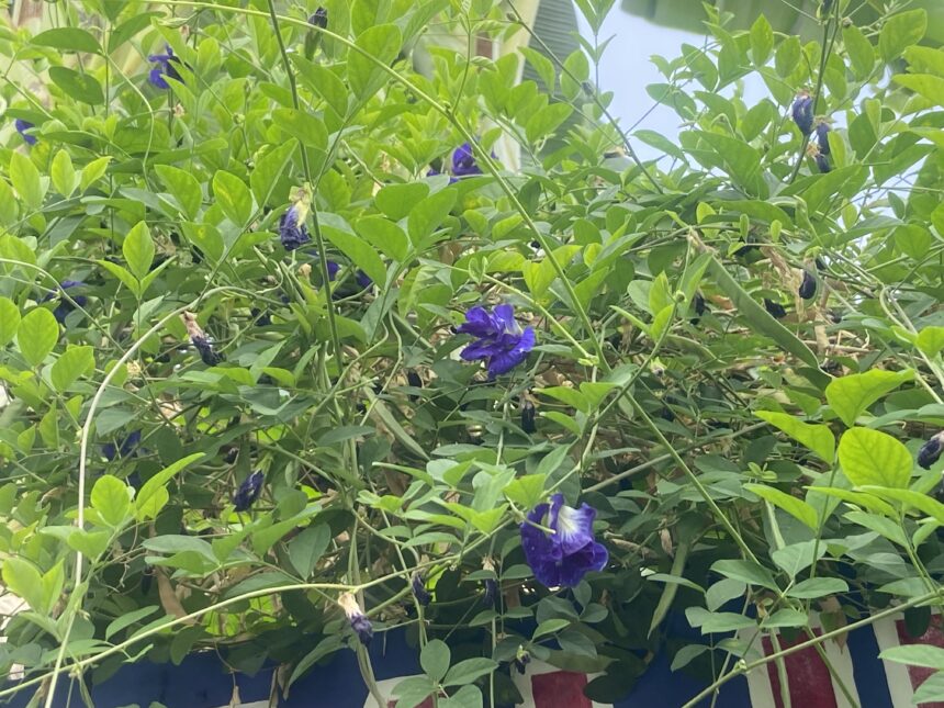 Vines with bright green leaves and purple tubular flowers climbing a fence.