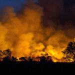 Night scene of a wildfire behind a row of silhouetted trees, with bright orange flames and thick smoke rising into the dark sky behind the horizon.