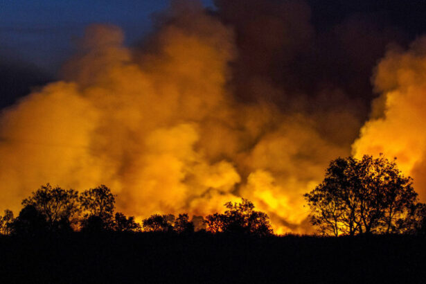 Night scene of a wildfire behind a row of silhouetted trees, with bright orange flames and thick smoke rising into the dark sky behind the horizon.