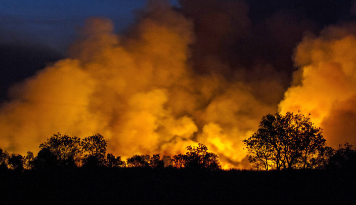 Night scene of a wildfire behind a row of silhouetted trees, with bright orange flames and thick smoke rising into the dark sky behind the horizon.