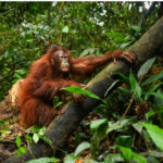 Orangutan resting on a thick tree branch in dense jungle greenery.