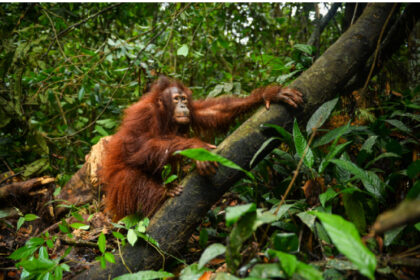 Orangutan resting on a thick tree branch in dense jungle greenery.