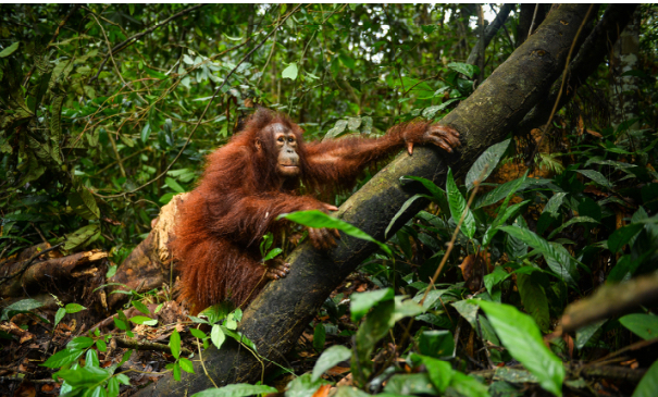 Orangutan resting on a thick tree branch in dense jungle greenery.