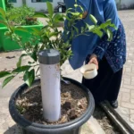 Person in blue clothing waters a young tree in a large outdoor planter using a white cup.