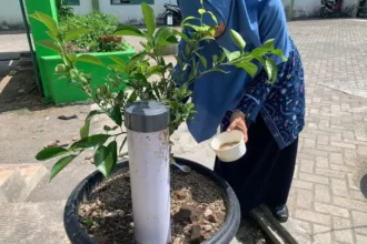 Person in blue clothing waters a young tree in a large outdoor planter using a white cup.