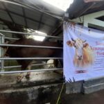Cow inside a metal-fenced pen under a corrugated roof, next to a large banner about a presidential social aid program