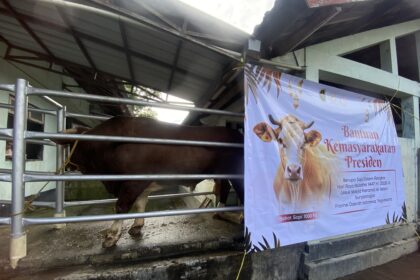 Cow inside a metal-fenced pen under a corrugated roof, next to a large banner about a presidential social aid program