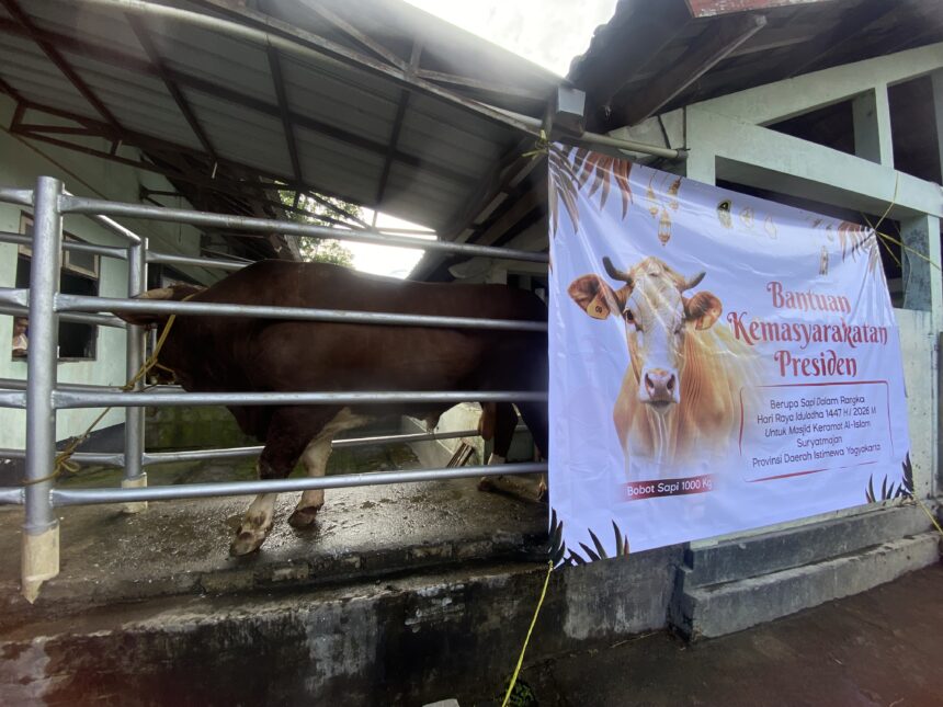 Cow inside a metal-fenced pen under a corrugated roof, next to a large banner about a presidential social aid program