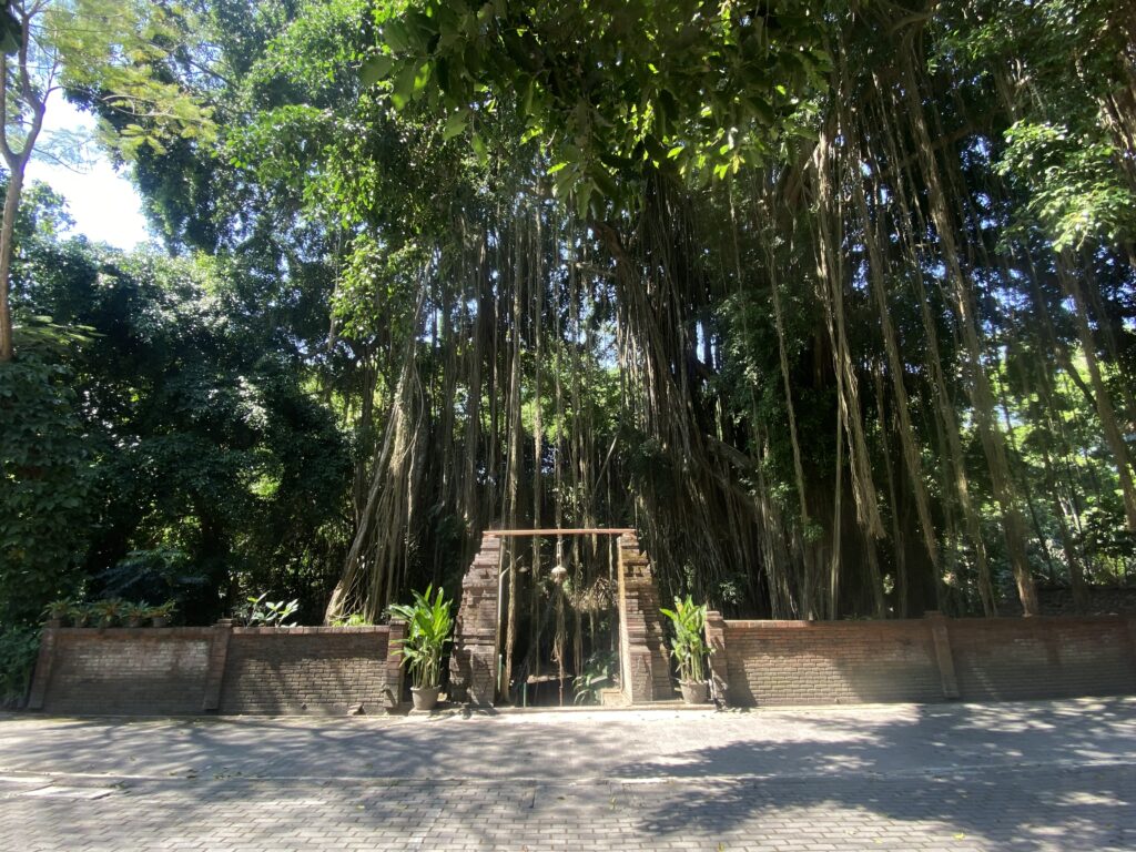 Large banyan tree with hanging aerial roots over a brick courtyard wall and planters in shade.