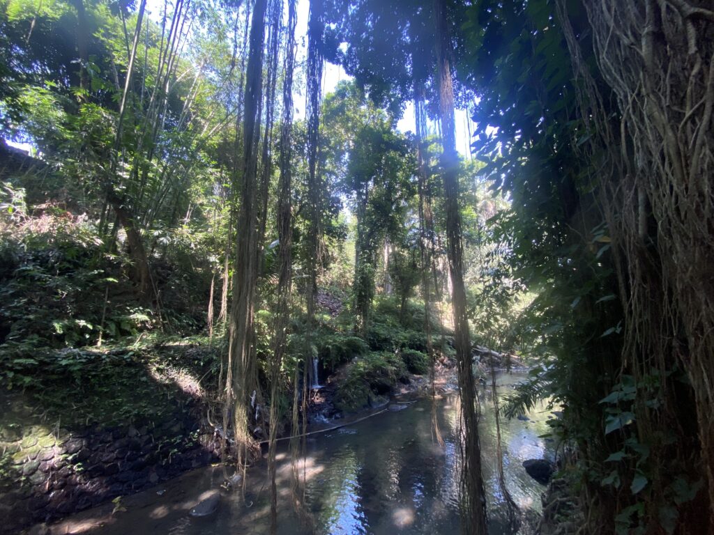 Tropical jungle scene with long hanging vines over a calm, reflective stream and dappled sunlight.