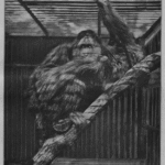 Two orangutans in a zoo enclosure sit on a thick branch, gazing toward the camera.