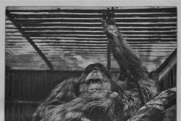 Two orangutans in a zoo enclosure sit on a thick branch, gazing toward the camera.