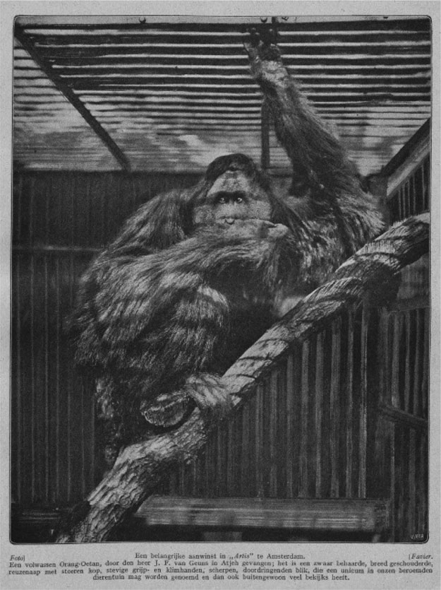 Two orangutans in a zoo enclosure sit on a thick branch, gazing toward the camera.