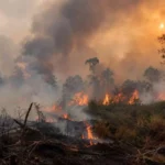 Wildfire burning through a forest with tall flames and thick smoke rising above scorched ground.