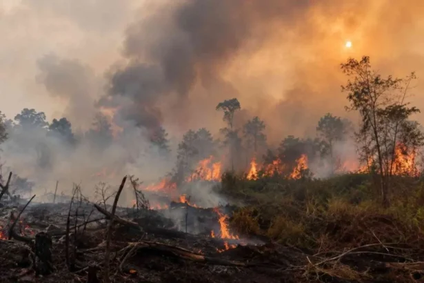 Wildfire burning through a forest with tall flames and thick smoke rising above scorched ground.