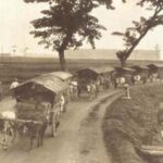 Old photograph of a line of horse-drawn carts with thatched coverings traveling along a dirt rural road, with people walking beside them and trees overhead.
