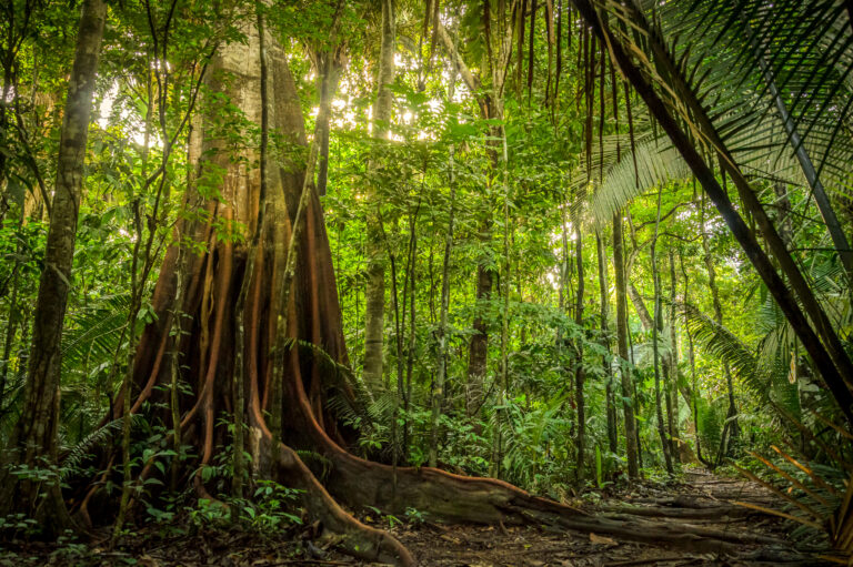 PHD_2017_T1635__LDI3074-Aprimorado-SR - Mabur.co Dense tropical rainforest scene with tall trees, large buttress roots splitting across the forest floor, and green foliage bathed in dappled sunlight.