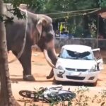Elephant with trunk extended toward a damaged white car in a dusty outdoor lot; a motorcycle lies on the ground nearby.