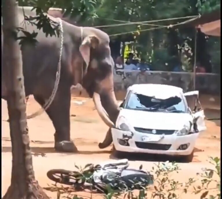 Elephant with trunk extended toward a damaged white car in a dusty outdoor lot; a motorcycle lies on the ground nearby.