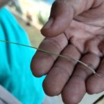 Close-up of a hand holding a thin green plant stem with a small root at the tip.