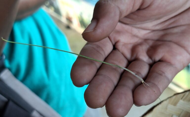 Close-up of a hand holding a thin green plant stem with a small root at the tip.