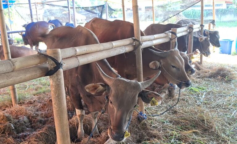 Cattle in a barn tied to a bamboo railing, eating straw from the ground with numbered ear tags visible