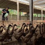 Man in a black shirt pours feed from a green container to a flock of brown birds inside a farm pen.