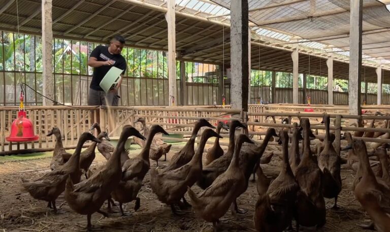 Man in a black shirt pours feed from a green container to a flock of brown birds inside a farm pen.