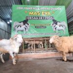 Man in red shirt and cap strokes a white goat inside a livestock stall with a large green banner advertising 'Mas Eva' Qurban goats in the background
