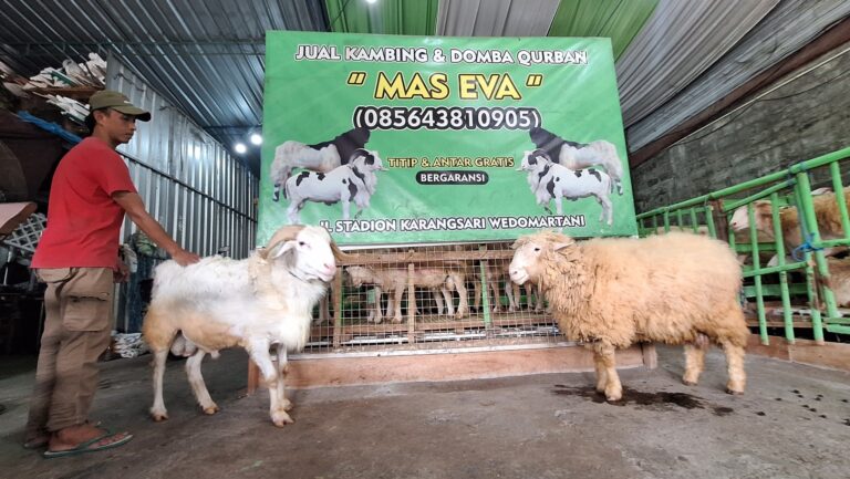 Man in red shirt and cap strokes a white goat inside a livestock stall with a large green banner advertising 'Mas Eva' Qurban goats in the background