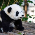 Young panda cub sitting on a wooden platform, gazing to the right in a leafy outdoor enclosure.