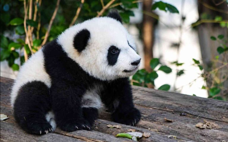 Young panda cub sitting on a wooden platform, gazing to the right in a leafy outdoor enclosure.
