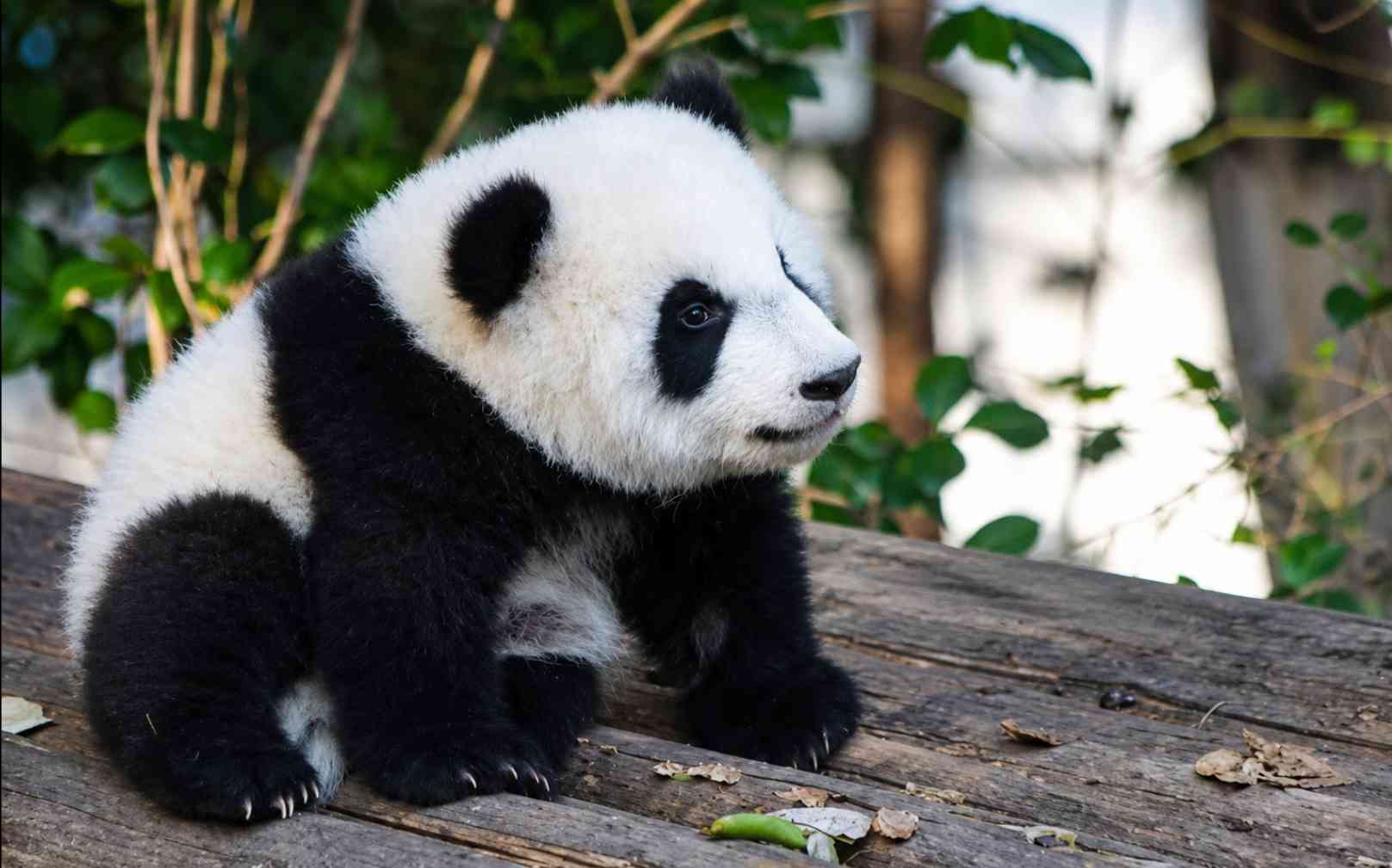 Young panda cub sitting on a wooden platform, gazing to the right in a leafy outdoor enclosure.