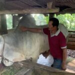 Man in a red polo pats a gray-white horse inside a rustic wooden shed stall.