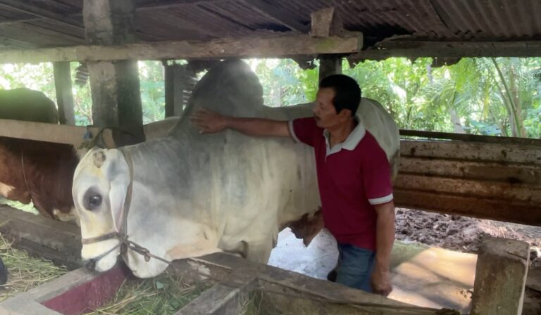 Screenshot_20260522_073204_Gallery - Mabur.co Man in a red polo pats a gray-white horse inside a rustic wooden shed stall.