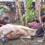 Farmers restrain a large white cow lying on the ground with ropes while onlookers stand behind a brick wall.