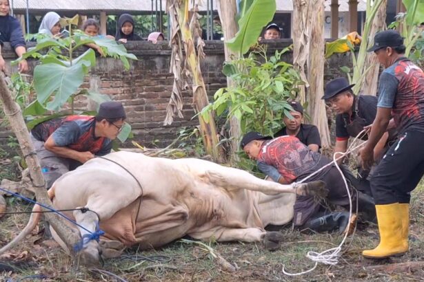 Farmers restrain a large white cow lying on the ground with ropes while onlookers stand behind a brick wall.